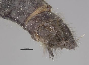 Media type: image;   Entomology 12433 Aspect: abdomen dorsal view 2